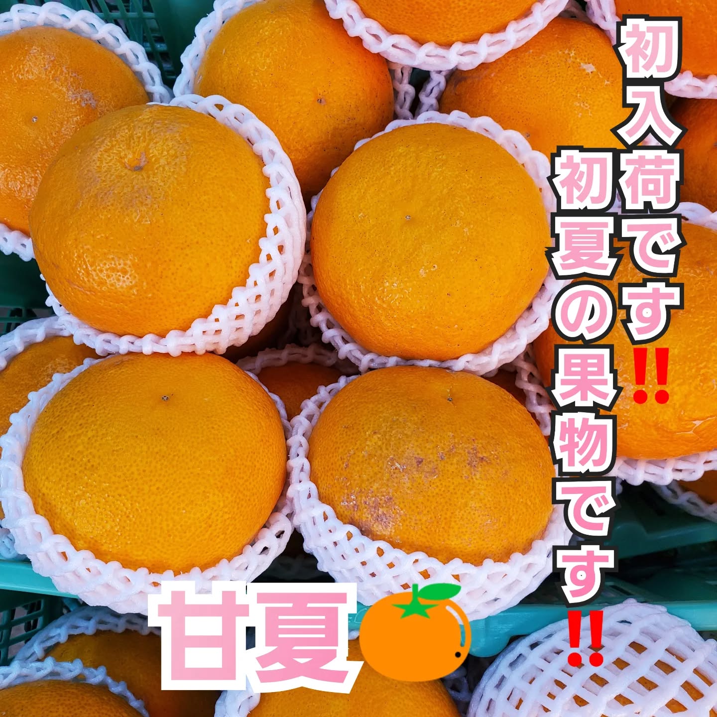 こんにちはまん菜です✌️