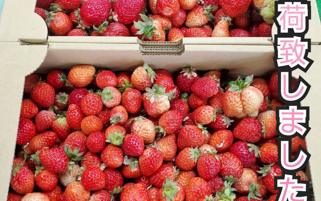 ３月のお知らせ