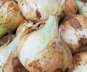 ４月になりました！